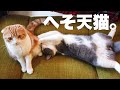 へそ天の弟猫がお姉ちゃん猫に全然相手にしてもらってない笑