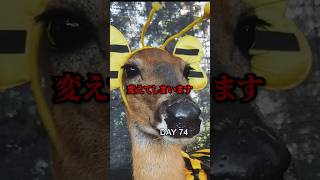 プールに落ちた鹿を救うｗｗ