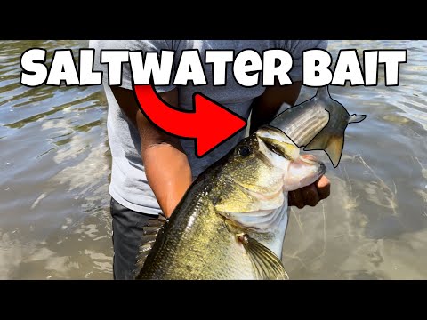 Catching GIANT BASS on SALTWATER FISH!