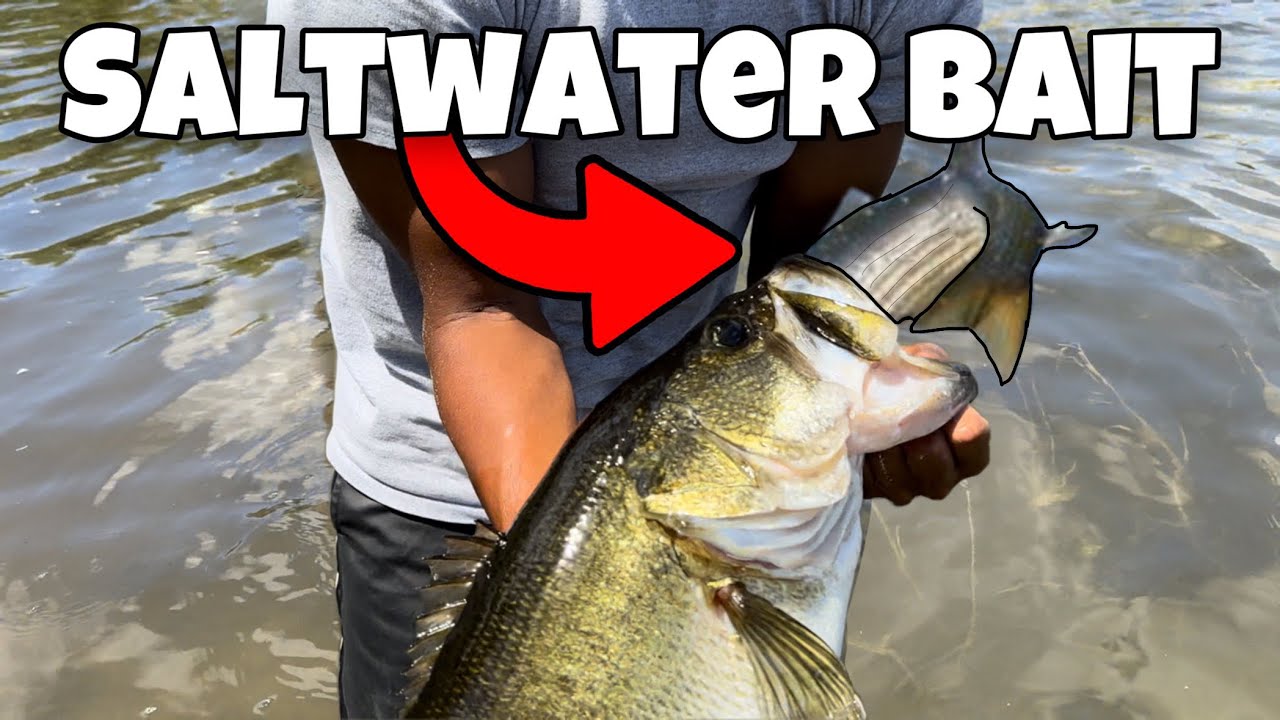 Catching GIANT BASS on SALTWATER FISH! YouTube