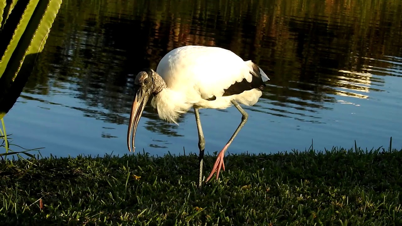 La Tantale d'Amérique