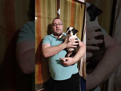 Vidéo: Comment soigner un chien à la maison