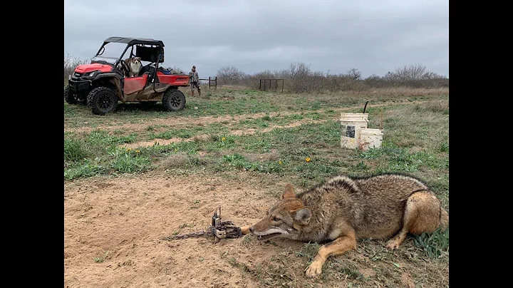 Interactive Predator Trapping Week Pt. 5 - The Management Advantage