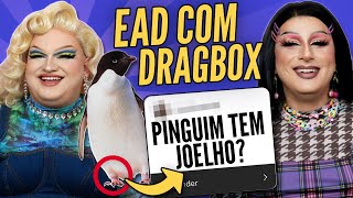 RESPONDENDO PERGUNTAS de CONHECIMENTOS GERAIS | EAD com Dragbox