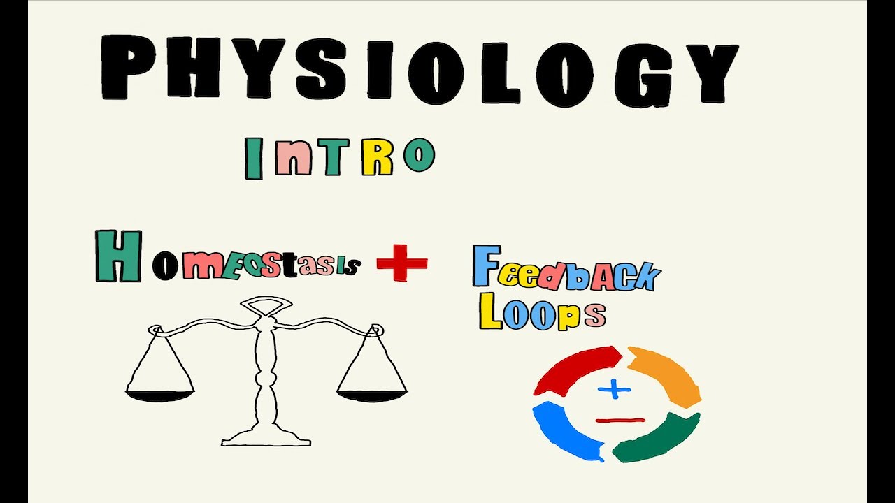 Physiology Ch. 1 Intro/Homeostasis/Feedback Loops (Beginner)