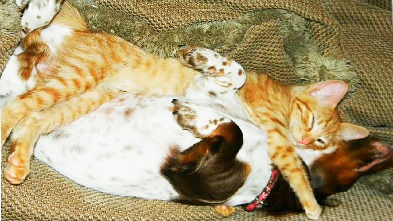  Dogs  and Cats  Love each  Other  19 YouTube