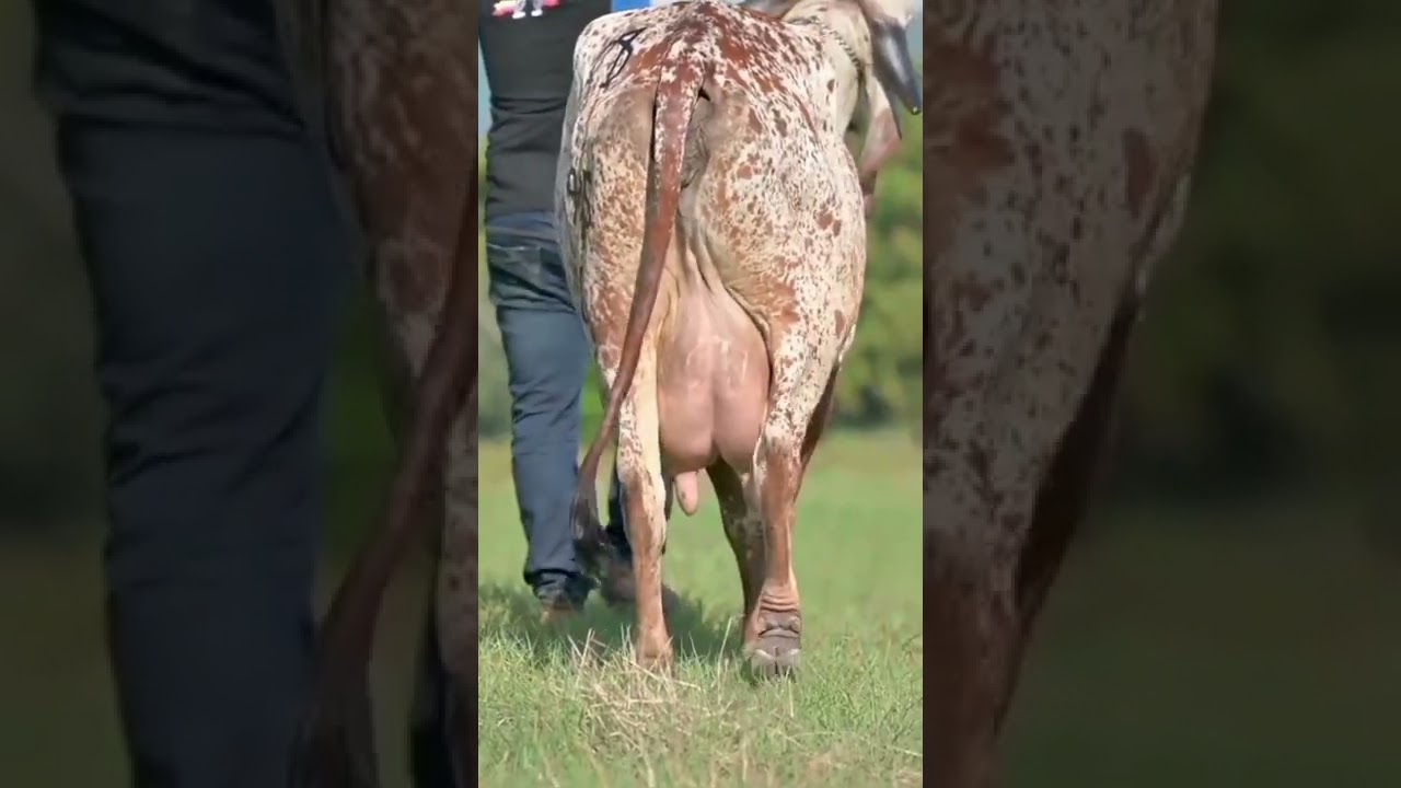 Biggest Udder Gir Cow Amizing Video