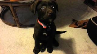 Zanax the chocolate Labrador with blue eyes 9 weeks old - PUPPY TRAINING by Trixi 5,678 views 8 years ago 1 minute, 24 seconds