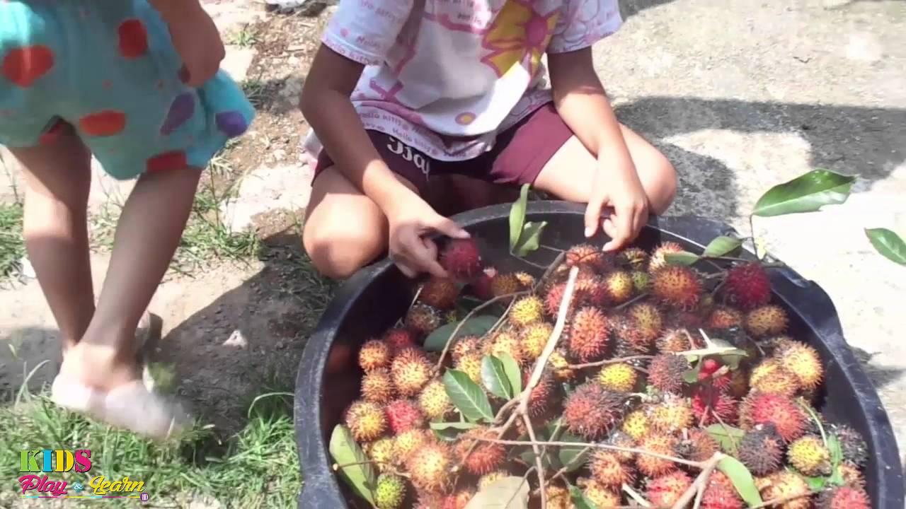 Rambutan Harvesting YouTube