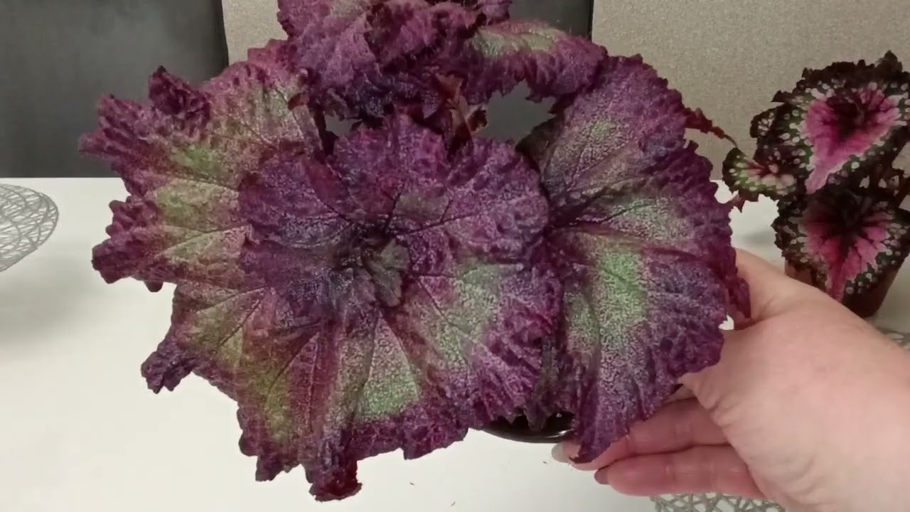 Бегонии. С Масленицей!