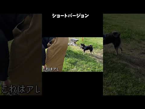 【切り抜き】ドッグランでテンション爆上がりな柴犬を回収する大変さ