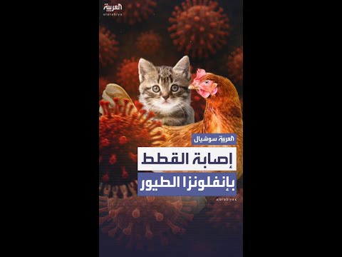 دراسة حديثة تكشف إصابة القطط بإنفلونزا الطيور