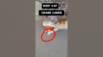 why do cat chase laser pointers? #catvideos #cats #cat