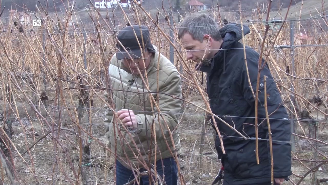 KAKO PRAVILNO REZATI VINOGRAD -  GIJ vs KORDUNICA  - nove KVALITETNE SORTE - bez prskanja