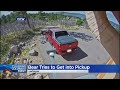 CÂMERAS DE SEGURANÇA FLAGRAM UM URSO TENTANDO ABRIR A PORTA DE UM CARRO NOS EUA