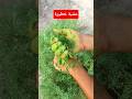 عشبة رهيبة لو رأيتها لا تتركها ابدا