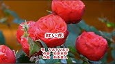紅い花 カラオケ練習用 Youtube