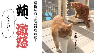 病院頑張ってきたのに…|PECO