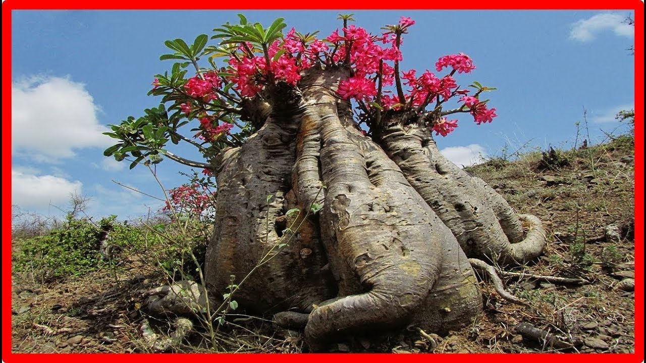 AS MAIS LINDAS ROSAS DO DESERTO DO MUNDO! - thptnganamst.edu.vn