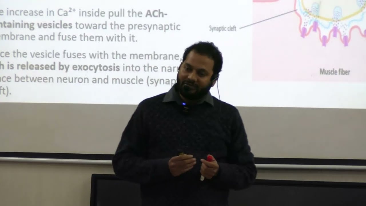 Лекция по сопряжению возбуждения и сокращения (СВР) и теории скользящих нитей в скелетных мышцах ...