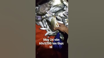 máy kích cá nước mặn| kích cá nước mặn , kích cá xuyến,  máy kích cá xuyến,  kích cá rẻ