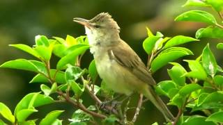 囀るオオヨシキリ米子水鳥公園CIMG5438.MOV