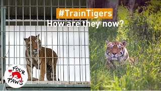 Train Tigers | How are they now? | FOUR PAWS | [SUBS: EN]