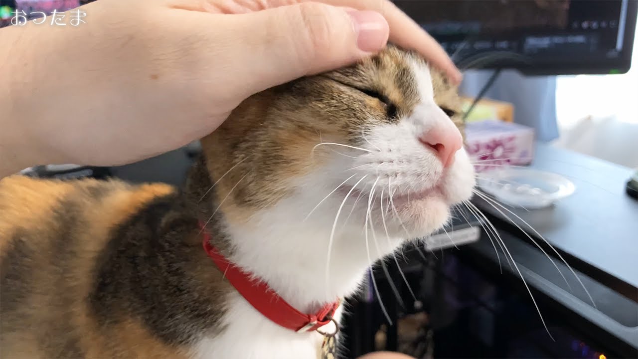 おつたまのフード販売元が… - YouTube