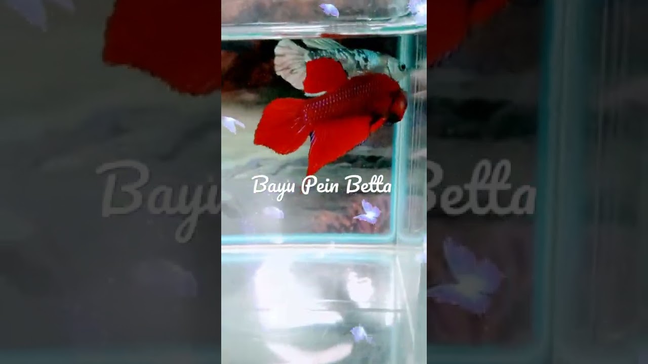 MAHACHAI HYBRID RED (body blue)