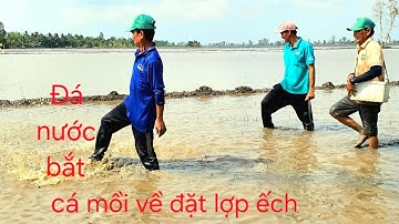 171 I Thụt hang bắt cá cạn trúng ổ cá rô đồng l fishing