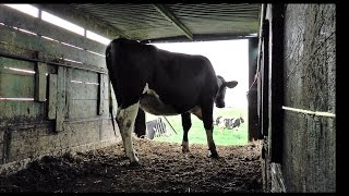 Geertruidenberg in beeld: Koeien van de stal naar de wei.