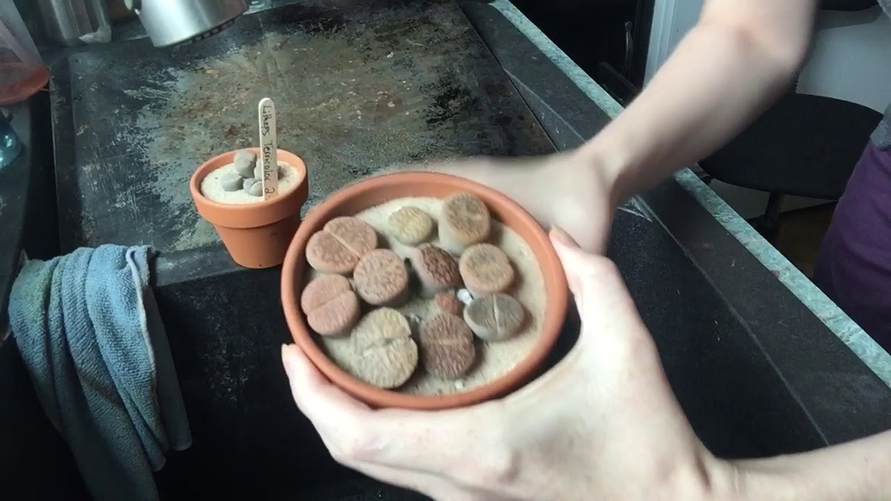 Watering Lithops Part 4 of 4