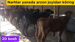 Yosh buqalar va ģunajinlar arzon joyidan +99894.078.03.25+99893.908.40.33