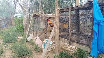 cov peb mus saib qaib dib tuaj Zoo