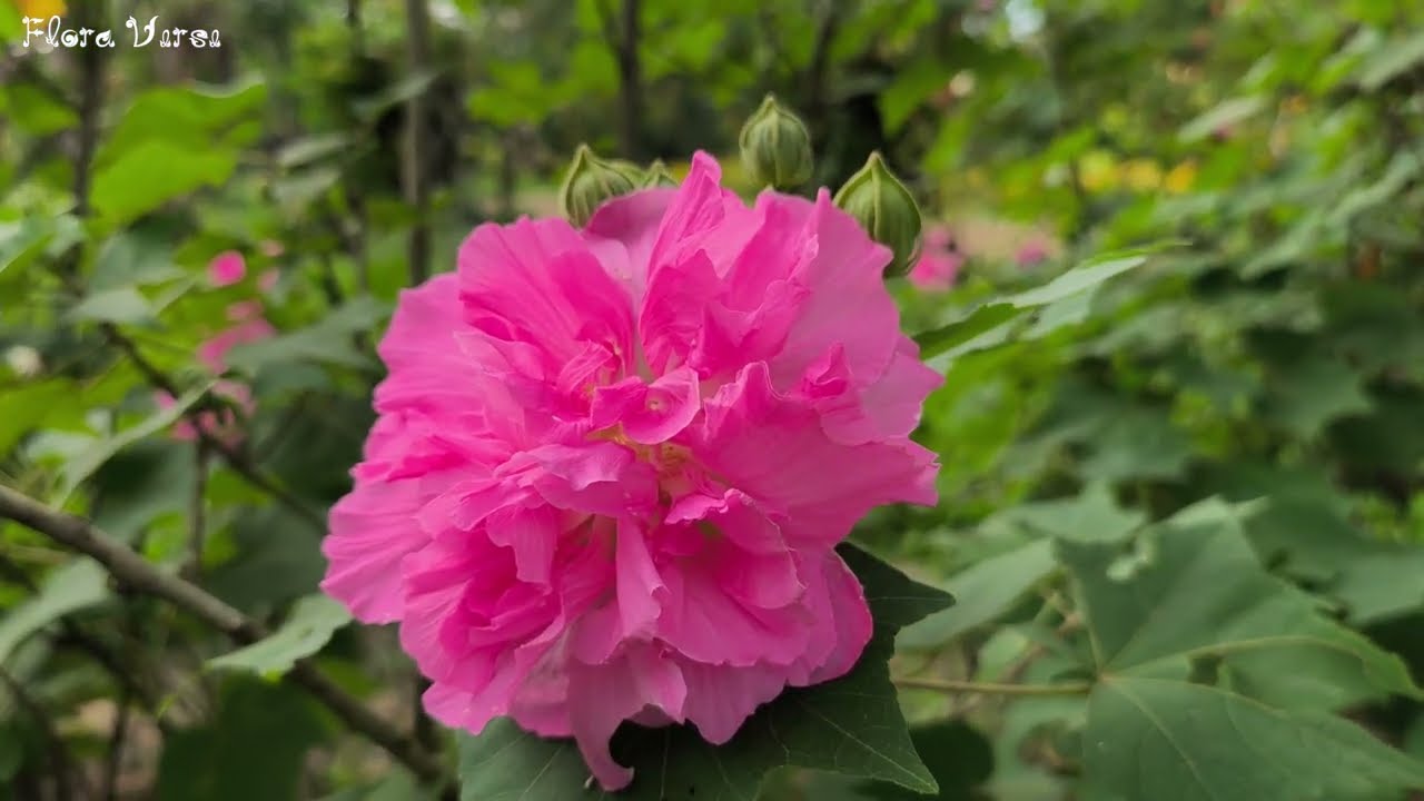 🌼Beautiful Flowers & Gentle Birdsong 🌸 | Relaxing Nature Sounds for Peaceful Mind