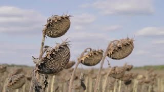 Withered Sunflowers Stock Video