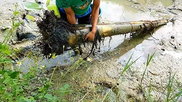 Going to catch fish, Meet a banana tree under the ditch ending unexpectedly