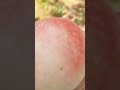 The process of harvesting various ripe fruits on trees manually produces satisfying results #shorts