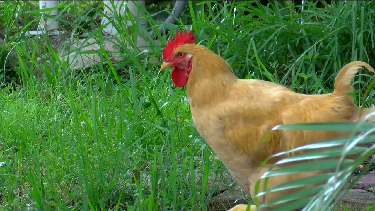 Roaming rooster in Cape Coral YouTube