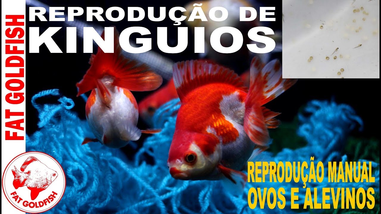 REPRODUÇÃO DE KINGUIOS - OVOS E ALEVINOS
