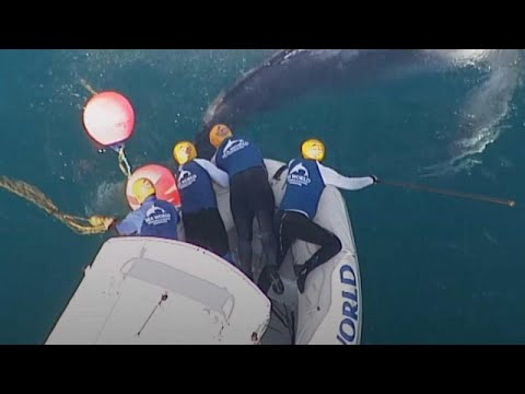 Humpback whale calf freed from netting off Australian coast