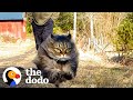Fluffy cat runs as fast as a cheetah and beats her dad in every race  the dodo cat crazy