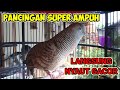 pancingan suara perkutut bangkok gacor - SUPER AMPUH BUNYI.