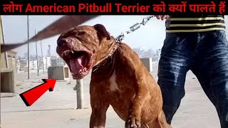 Why People Buy Pitbull Terrier | लोग अमेरिकन पिटबुल टेरियर को क्यों पालते हैं by Dogs Junction 541 views 1 year ago 8 minutes, 53 seconds