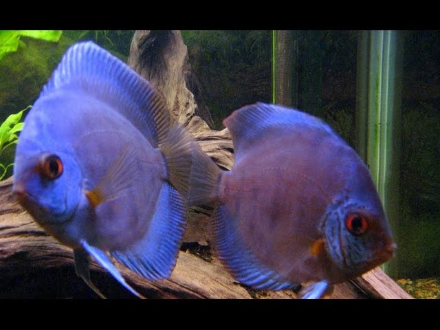 roman hele Almindelig *COLORFULL BLUE DISCUS* And Other Fish Species - Diskus fisk i akvariet -  YouTube