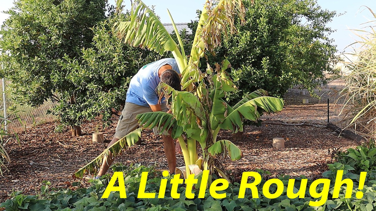 Desert Adapted Banana Trees? | Pistachio Update