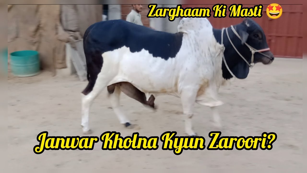 Zarghaam aaj full masti mode mein 🐄😻Janwaron ko kholna kyun zaroori hai?