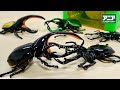 【アニア 新作昆虫フィギュア】 サイズが大きい！ALシリーズ ギラファノコギリクワガタ & ネプチューンオオカブト 造形・可動アクション レビュー