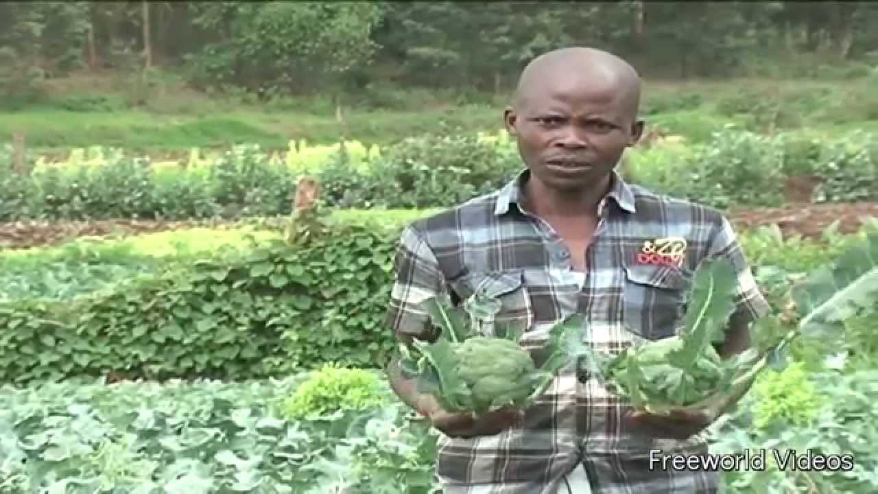 Kenyan Exotic Vegetables Farmer