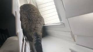Cat anticipates birds to fly by by SelenaTheTabby 154 views 1 month ago 1 minute, 20 seconds